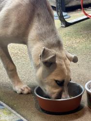 Found/Stray Male Dog last seen Chippingham, Memphis, TN 38016