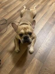 Reunited Male Dog last seen 65th & 64th, Oakland, CA 94621