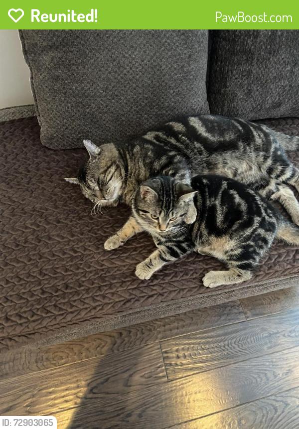 Reunited Male Cat last seen New Mountain road/King Street East, Hamilton, ON L8G 2W2