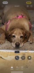 Lost Female Dog last seen Near Sandview San Antonio, TX  78264 United States, San Antonio, TX 78264