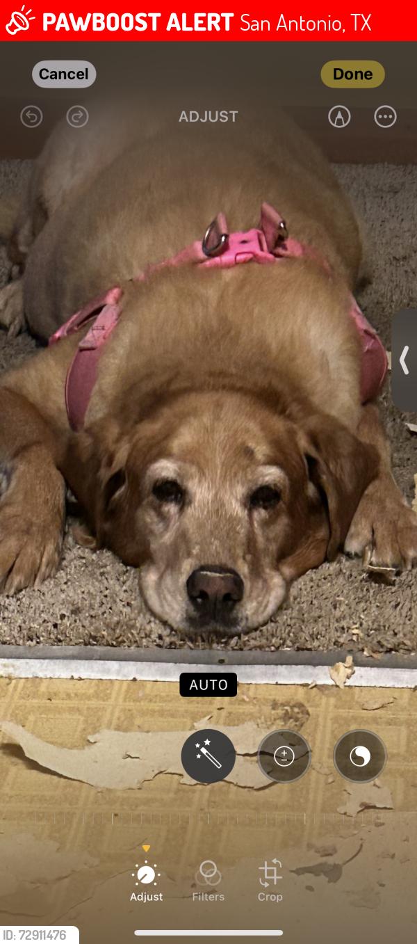 Lost Female Dog last seen Near Sandview San Antonio, TX  78264 United States, San Antonio, TX 78264