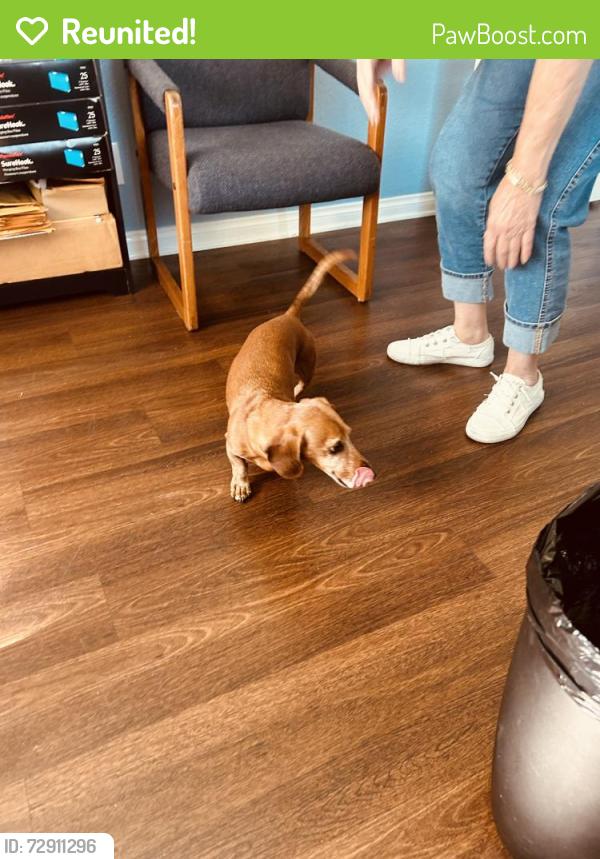 Reunited Unknown Dog last seen Talbert Ave and Beach Blvd, Huntington Beach, CA 92648