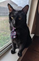Reunited Male Cat last seen Anderson Blvd. and Sandy Blvd. Blake Meadows neighborhood., Fort Worth, TX 76120