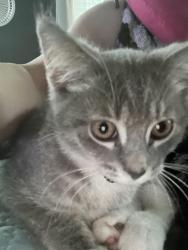 Reunited Female Cat last seen 20th Street Sw, Rochester, MN 55902