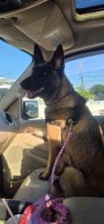 Reunited Female Dog last seen Boylston Rd Colfax, NC, Guilford County, NC 27235