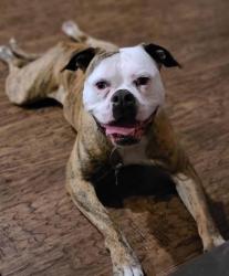 Lost Female Dog last seen Eastern and 4th St, Moore, OK 73160