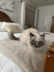 Lost Unknown Cat last seen Locust Elementary School, Fontana, CA 92336