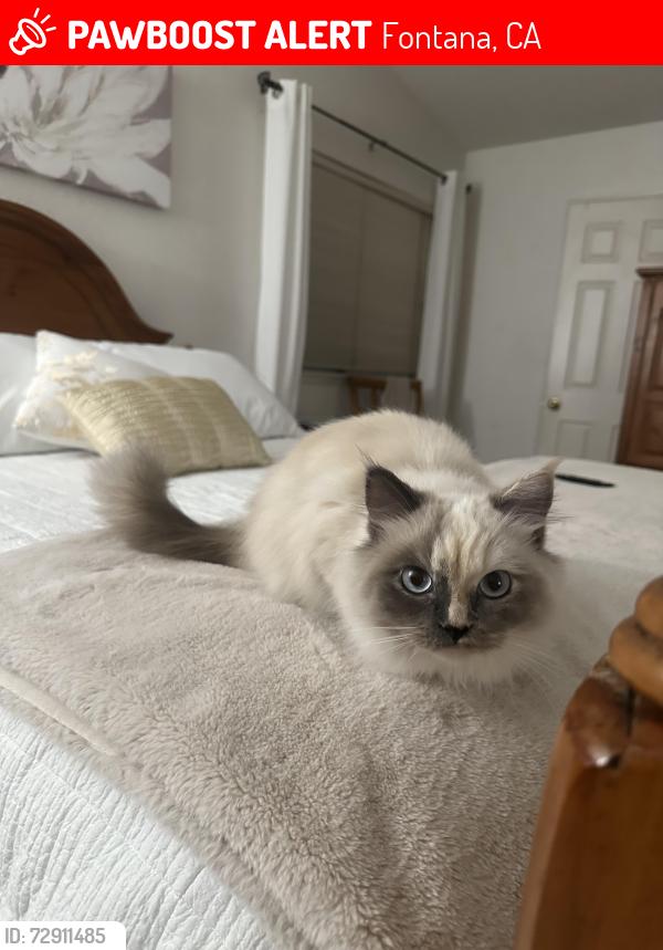 Lost Unknown Cat last seen Locust Elementary School, Fontana, CA 92336