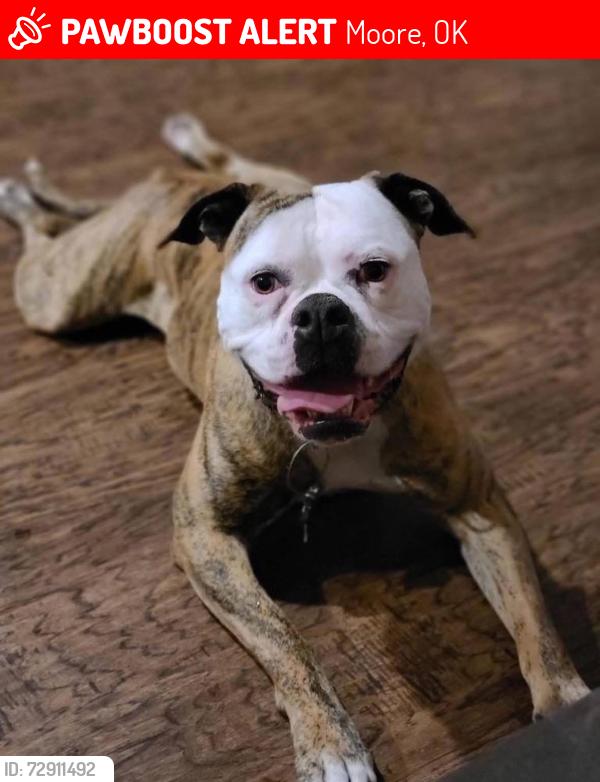 Lost Female Dog last seen Eastern and 4th St, Moore, OK 73160