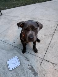 Reunited Female Dog last seen Walnut Grove and Whit Station, Memphis, TN 38120