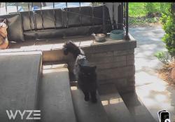 Found/Stray Male Cat last seen N 4050th Rd and 1553rd Rd, Earlville, IL 60518