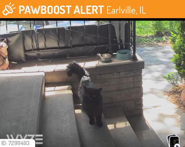 Found/Stray Male Cat last seen N 4050th Rd and 1553rd Rd, Earlville, IL 60518