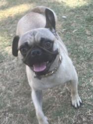 Found/Stray Female Dog last seen 39th and slide, Lubbock, TX 79414