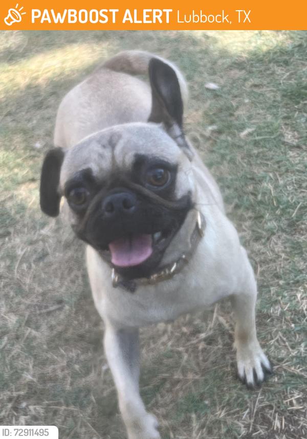 Found/Stray Female Dog last seen 39th and slide, Lubbock, TX 79414