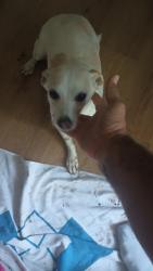 Reunited Female Dog last seen Polk and Kirnwood , Dallas, TX 75232