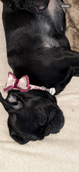 Lost Female Dog last seen cornwall ave  & chestnut, Rancho Cucamonga, CA 91739
