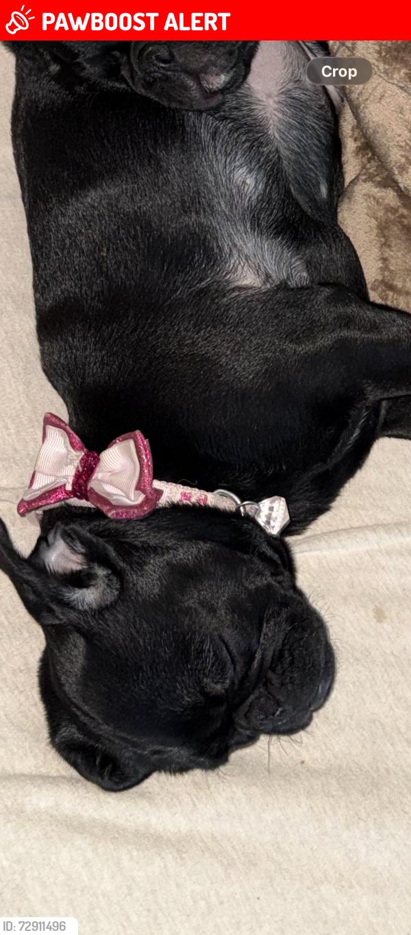 Lost Female Dog last seen cornwall ave  & chestnut, Rancho Cucamonga, CA 91739