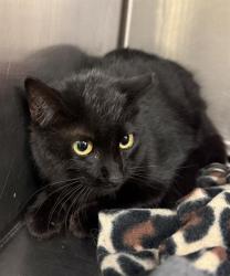 Shelter Stray Unknown Cat last seen Near BLOCK W SANDWELL DR, Salt Lake City, UT 84120