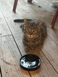 Found/Stray Unknown Cat last seen andrew square boston , Boston, MA 02122