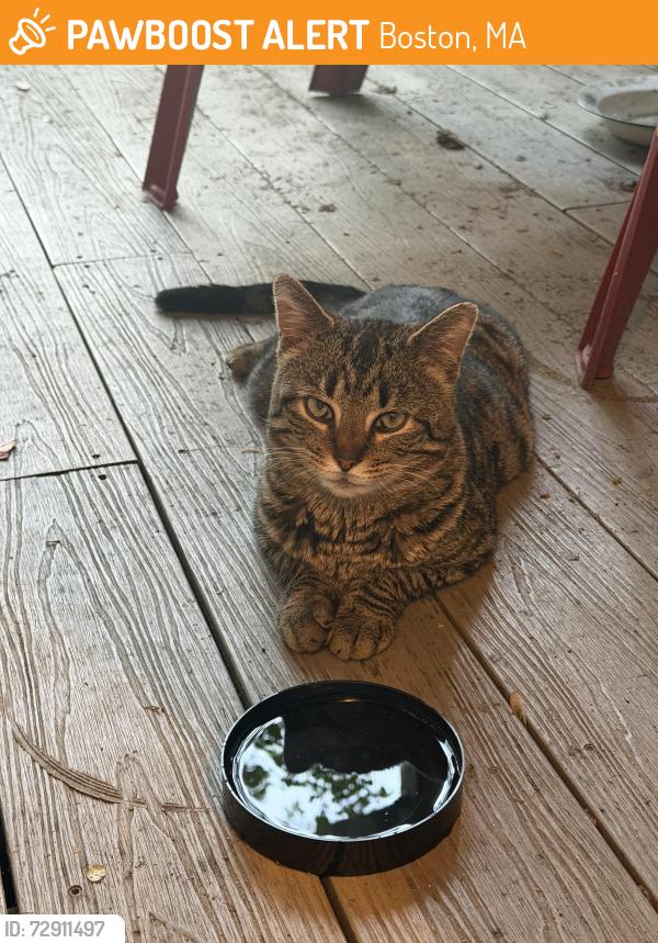 Found/Stray Unknown Cat last seen andrew square boston, Boston, MA 02122