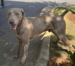 Reunited Male Dog last seen Skokomish Way NE, Olympia, WA 98516