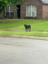 Found/Stray Male Dog last seen 45th Street in New Bedford II , Broken Arrow, OK 74012