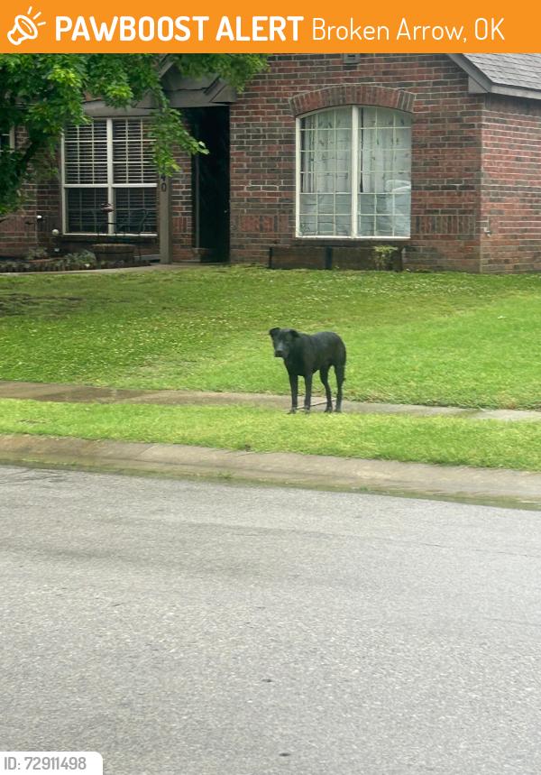 Found/Stray Male Dog last seen 45th Street in New Bedford II , Broken Arrow, OK 74012
