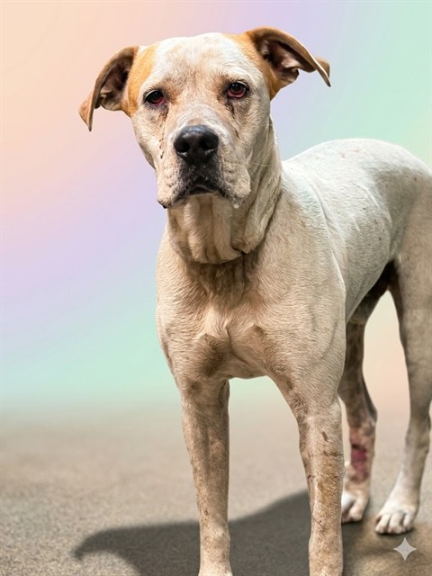Shelter Stray Male Dog last seen Near BLOCK N JEFFERSON, Jacksonville, FL 32204