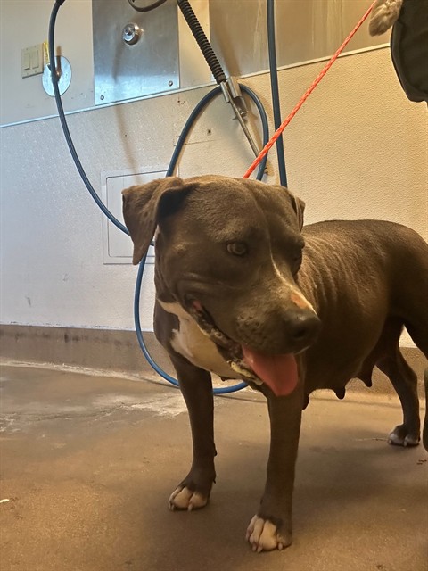 Shelter Stray Female Dog last seen ALABAMA RD/ANGEL RD, 95638, Sacramento, CA 95827