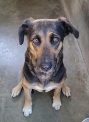Shelter Stray Female Dog last seen , Chatsworth, CA 91311