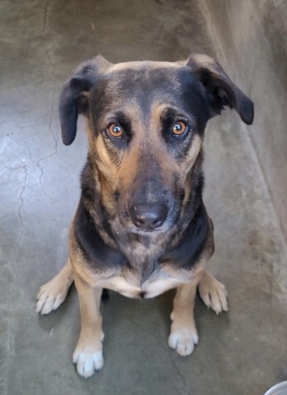 Shelter Stray Female Dog last seen , Chatsworth, CA 91311