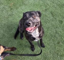 Shelter Stray Male Dog last seen , Chatsworth, CA 91311