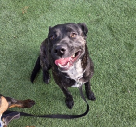 Shelter Stray Male Dog last seen , Chatsworth, CA 91311
