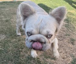 Reunited Male Dog last seen E. 2nd st and Euclid , National City, CA 91950