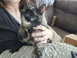 Reunited Female Cat last seen Timrod & Wilmot, Tucson, AZ 85711
