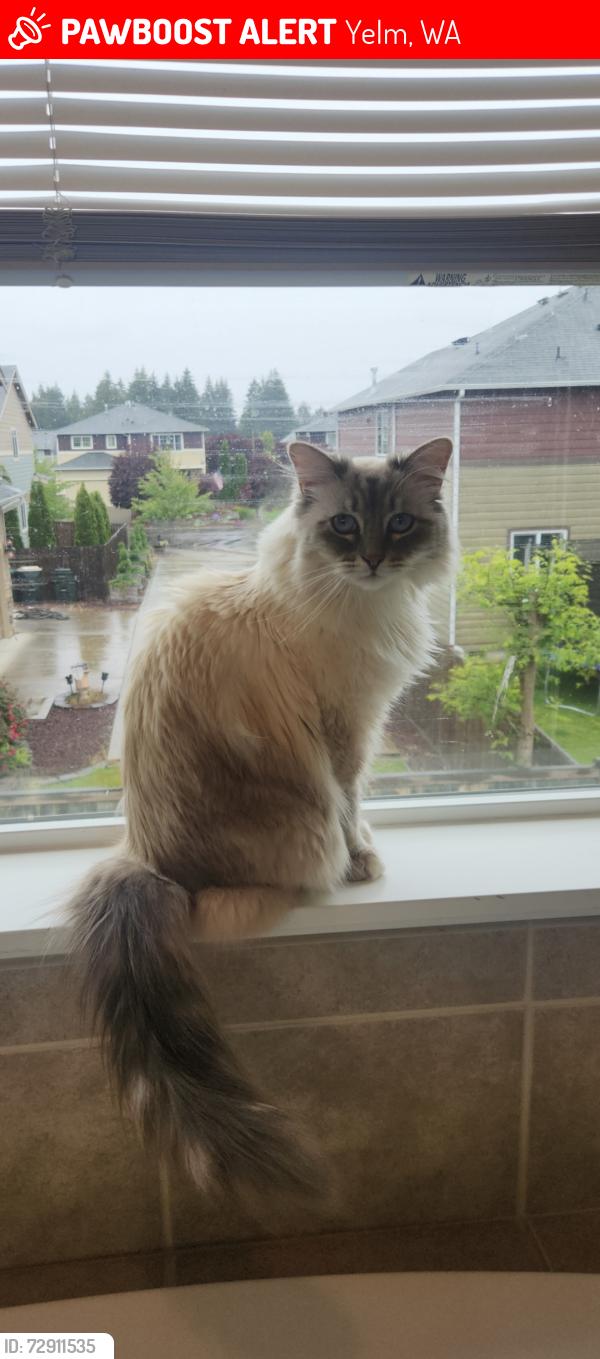 Lost Female Cat last seen Cherry Meadows Neighborhood, Yelm, WA 98597