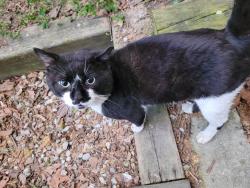 Reunited Male Cat last seen Hallam and Dovercourt , Toronto, ON M6H 1X1