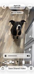 Reunited Female Dog last seen GoldCreek ests, Hickory, NC 28601