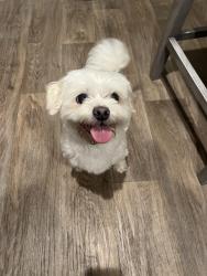 Reunited Female Dog last seen James norris rd, Angier, NC 27501