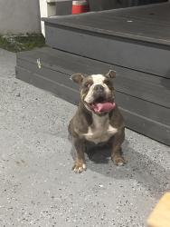 Found/Stray Female Dog last seen Near nw , Miami Gardens, FL 33056