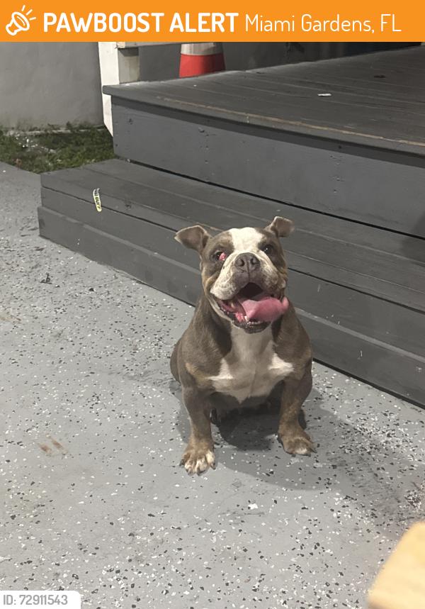 Found/Stray Female Dog last seen Near nw , Miami Gardens, FL 33056