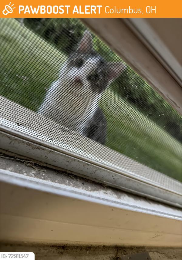 Found/Stray Unknown Cat last seen I have the cat, Columbus, OH 43213