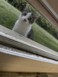 Found/Stray Unknown Cat last seen I have the cat , Columbus, OH 43213