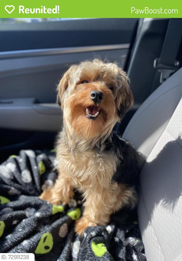Reunited Male Dog last seen Atlantic Blvd and Riverside , Coral Springs, FL 33071