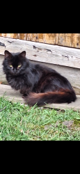 Found/Stray Unknown Cat last seen Stouder Dr & Livingston Ave, Reynoldsburg, OH 43068