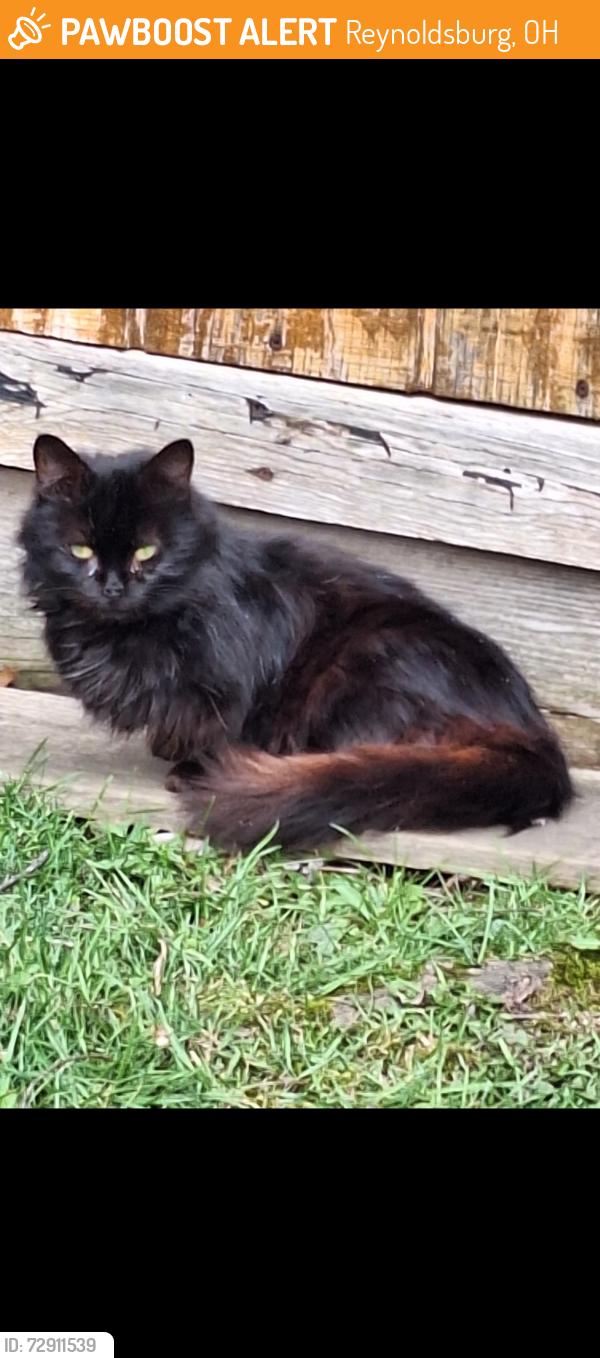 Found/Stray Unknown Cat last seen Stouder Dr & Livingston Ave, Reynoldsburg, OH 43068