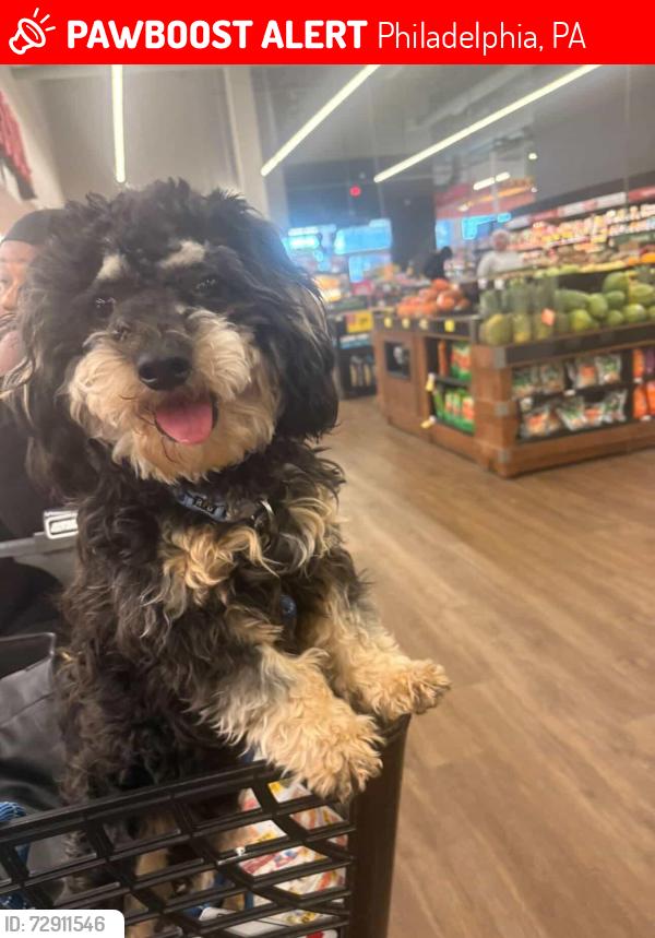 Lost Male Dog last seen 41st street and Parrish , Philadelphia, PA 19104