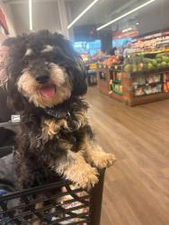 Lost Male Dog last seen 41st street and Parrish , Philadelphia, PA 19104