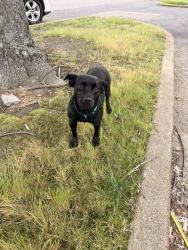 Found/Stray Female Dog last seen Memphis Coliseum, Memphis, TN 38115