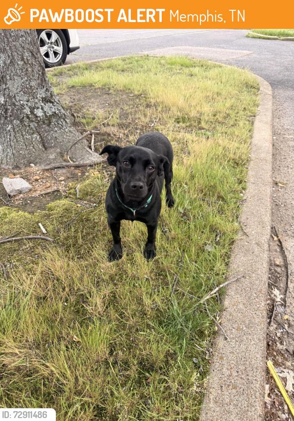 Found/Stray Female Dog last seen Memphis Coliseum, Memphis, TN 38115